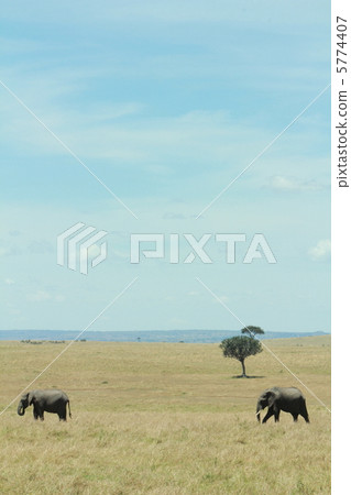 elephant elephant 5774407