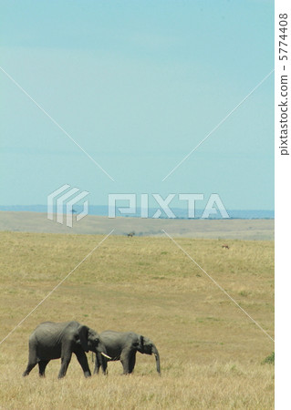 elephant elephant 5774408