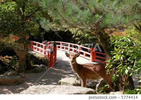 Itsukushima shrine Itsukushima shrine 5774414