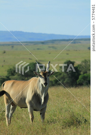Eland 5774481