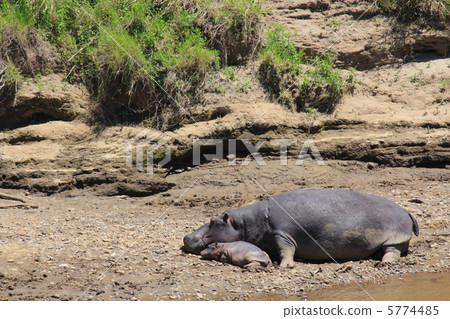 Hippopotamus Hippopotamus 5774485