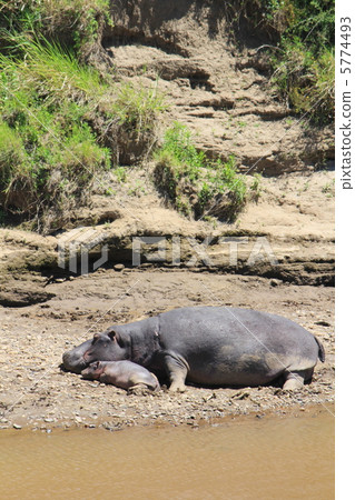 Hippopotamus 5774493