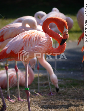 Beni Iro Flamingo Beni Iro Flamingo 5774527