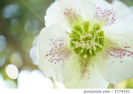 聖誕節玫瑰 5774581