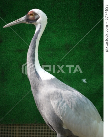 法力起重機 法力起重機 5774655