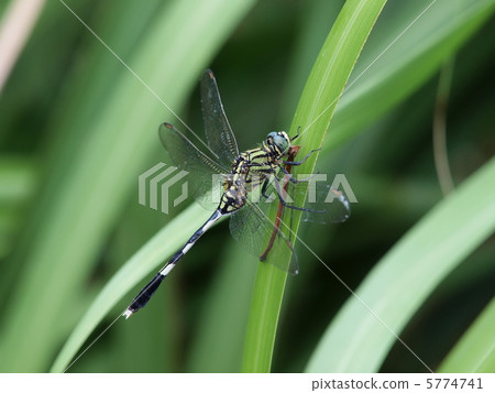 在琉球Beniito Tombo捕食的Harassaval毛蟲 5774741