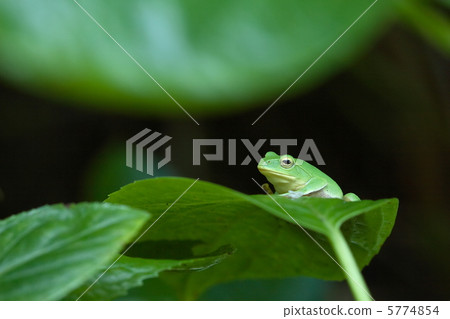 一隻青蛙 5774854