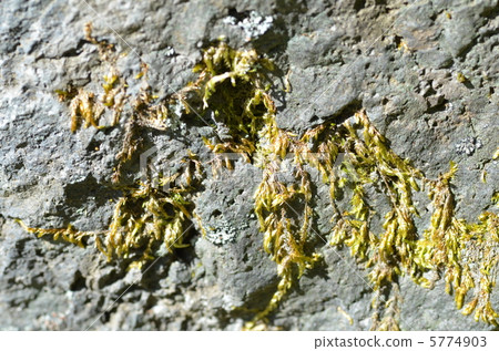 Moss Moss 5774903
