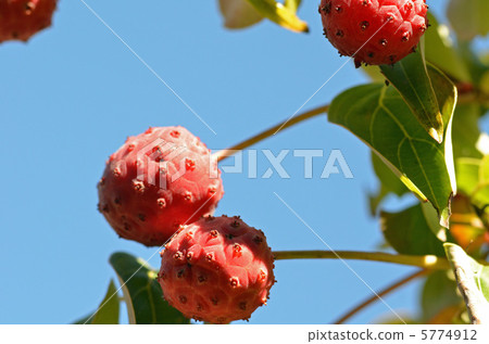 Yamaboshi Yamaboshi 5774912