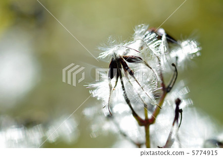 Stubborn Stubborn 5774915