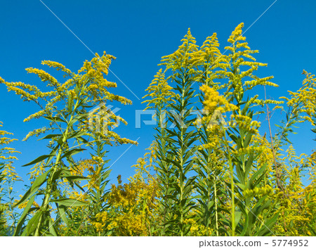 Seiitokawadassi 5774952