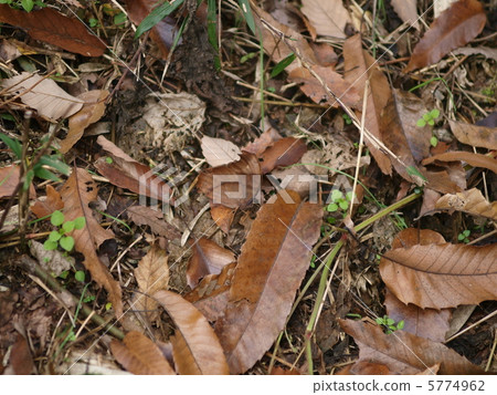 Crocodon butterfly mimicry Crocodon butterfly mimicry 5774962