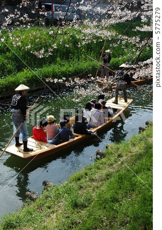 川越櫻花節 5775279