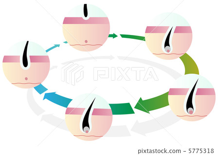 Hair cycle - 3 5775318