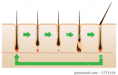 Hair cycle - 4 5775319