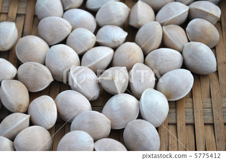 Ginkgo 5775412