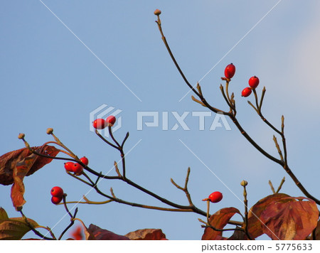 Fruit of the United States dogwood Fruit of the United States dogwood 5775633