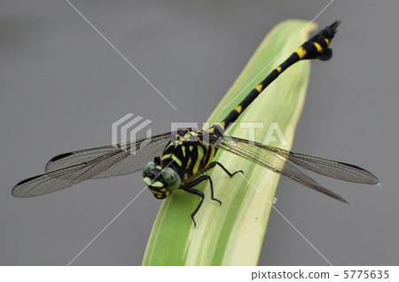 Taiwan Uchiyayama Taiwan Uchiyayama 5775635