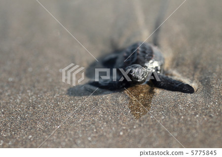 Turtle's baby # 4 5775845
