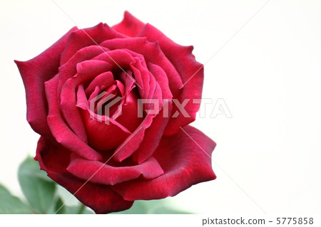 Roses of Oklahoma 5775858