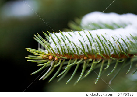 Freshness Freshness 5776855