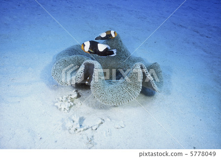 Touaka Anemonefish Touaka Anemonefish 5778049