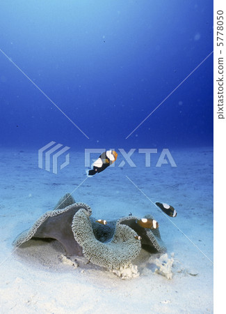 Touaka Anemonefish Touaka Anemonefish 5778050