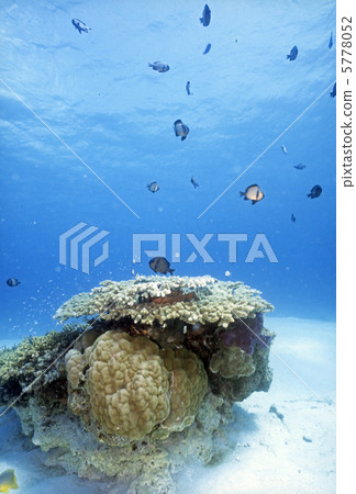 珊瑚和熱帶魚 珊瑚和熱帶魚 5778052
