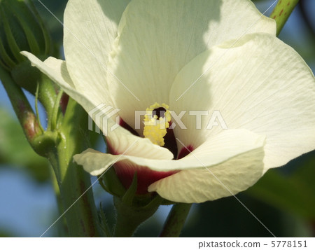 Okra's Flower 5778151