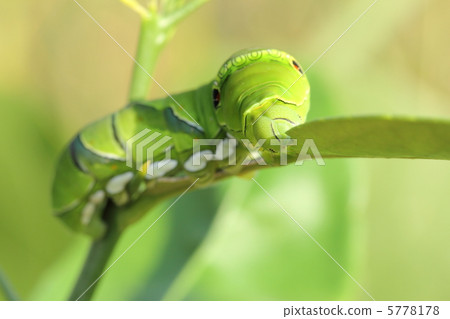 A swallowtail butterfly larva 5778178