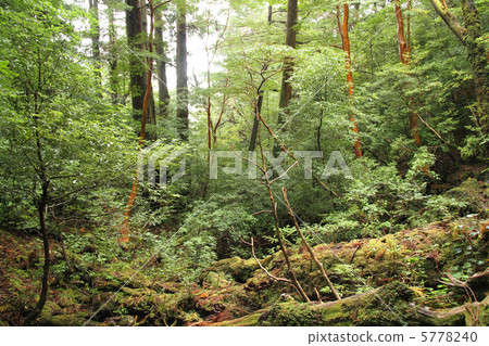 Yakushima mountain path 5778240