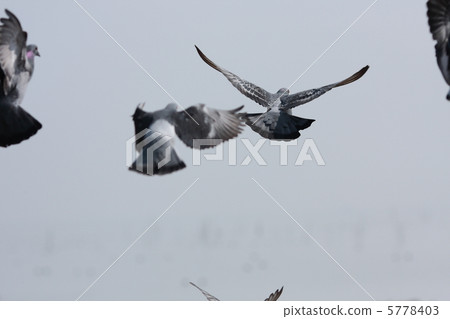 拍打鴿子 5778403