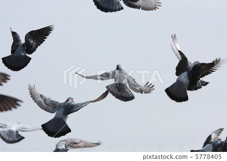 拍打鴿子＃3 5778405