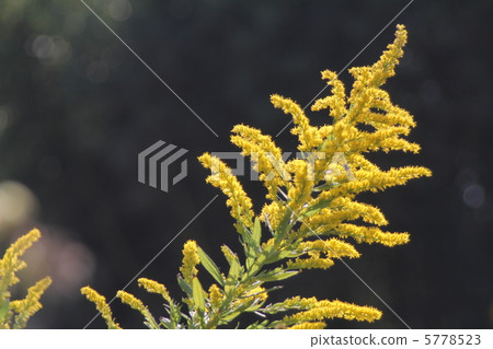 高高的起泡草 高高的起泡草 5778523