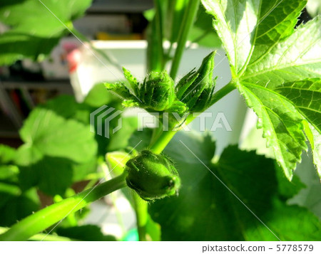 Germination Okra leaves green Germination Okra leaves green 5778579