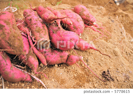 Sweet potato  Sweet potato 5778615