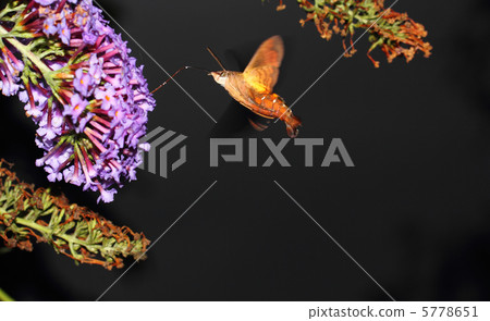 Houjaku和Fusa Fuji Utsugi 5778651