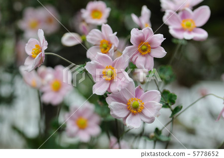 Momoko Shumayigiku 5778652