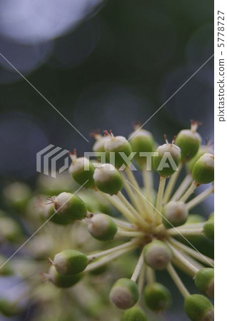 The fruit of the seedling 5778727