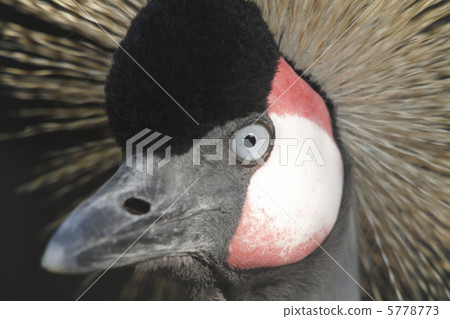 White-crowned crane 5778773