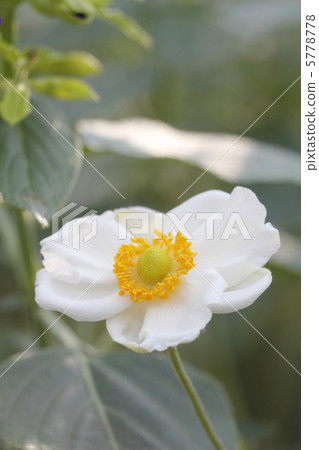 Shumakeiguki Shiki Shumakeiguki Shiki 5778778