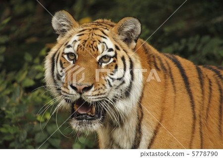 Tra amour tiger Tra amour tiger 5778790