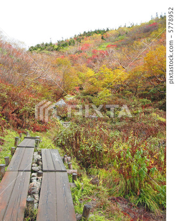 Autumn leaves tree road Autumn leaves tree road 5778952