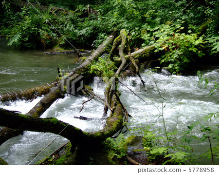 Oirase stream Oirase stream 5778958