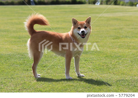 Smile Shiba Inu (Dog run) 5779204