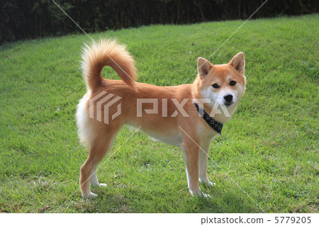 Shiba Inu(狗跑) Shiba Inu(狗跑) 5779205