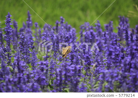 Blue salvia and butterfly 5779214