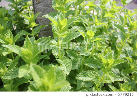 The scent of mint. 5779215