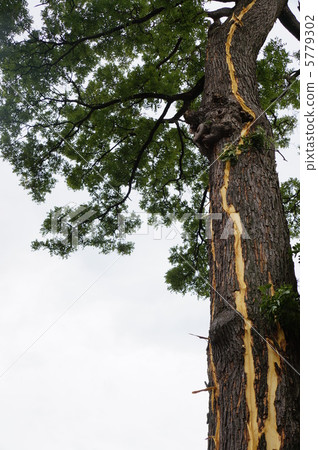 雷擊（閃電擊中大樹） 忽然一聲巨響，劈開天地。 5779302