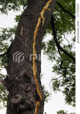 雷擊(閃電擊中大樹) 忽然一聲巨響,劈開天地。 雷擊(閃電擊中大樹) 忽然一聲巨響,劈開天地。 5779303